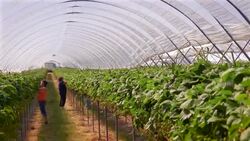 Female farm workers pick strawberries in poly tunnel. Stock Footage