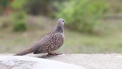 Spotted dove perching on rock Stock Footage