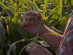 CU Farmer's Hands Checking The Plant Stock Footage