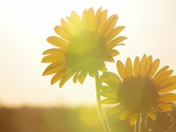 Kansas Sunflowers Setting The Mood HD Stock Footage