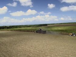 Soya plantation/ Agricultura /plantaÃƒÂ§ÃƒÂ£o de soja /Rio Grande do Norte Stock Footage