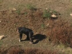 Chimp in the field Stock Footage