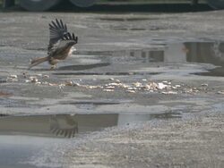 Red Kite (Milvus milvus) flies down to scavenge food. Kites from Spain were releasRed in the Chilterns by the RSPB and English Nature between 1989 and 1994. Their reintroduction has been very successful; they startRed breReding in 1992 and there are now o Stock Footage