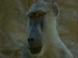 CU Baboons head, portrait, Tanzania Stock Footage