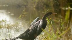 Heron Bird in south Florida Swamp Stock Footage