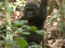  MS, TS Western Lowland Gorilla walking on all fours carrying baby on back across forest floor with other Western Lowland Gorilla / Dzangha-Sangha National Park, Central African Republic Stock Footage