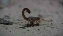 A scorpion scuttles across sand with its stinger curled. Stock Footage