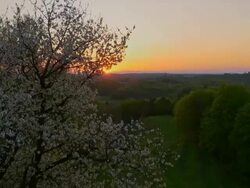 AERIAL Blooming tree in the evening sun Stock Footage
