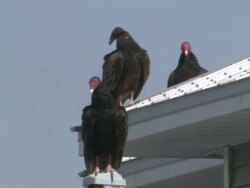 MS CU  Vultures perching on  roof / Florida Keys, Florida, USA Stock Footage