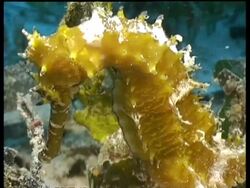 CU Seahorse,  yellow, thorny, on sand among vegetation, Mabul, Borneo, Malaysia Stock Footage