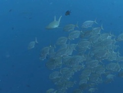 MS TS Grey reef shark and schooling fish / Palau, Micronesia, Palau  Stock Footage