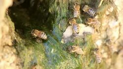 Thirsty swarm of bees Stock Footage