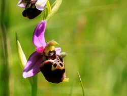 Ophrys apifera - Bee Orchid Stock Footage