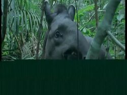 CU Tapir foraging in forest, South America Stock Footage