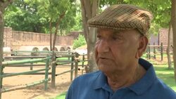 The majestic Marwari horse makes a come back News Clip