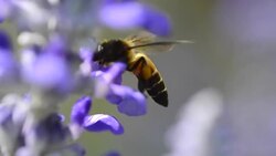 bee Stock Footage