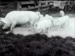 ""AIN'T NATURE WONDERFUL"" (AUSTRALIAN NEWS) News Clip