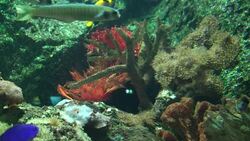Coral Reef Stock Footage