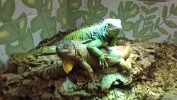 Green iguanas in a vivarium News Clip