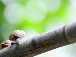 Mother and child Snail Stock Footage