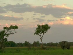 WS Elephant grazing in tall green grass at sunrise / Okavango Delta, North West District, Botswana Stock Footage