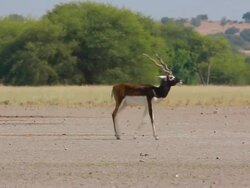 Blackbuck Stock Footage