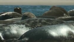 A colony of seals sleep and interact on a sandbar. Stock Footage