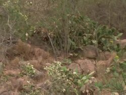 African Wild Dogs (Lycaon pictus), Kenya Stock Footage