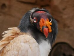 Vulture Stock Footage