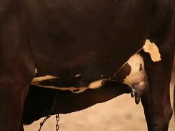 Calf with Cow, Faridabad, Haryana, India Stock Footage