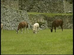 Llamas eating on terrace, Machu Picchu, MS, Peru Stock Footage