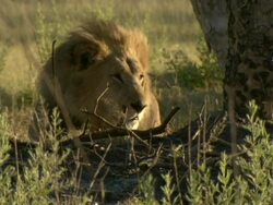 CU Shot of sleepy male lion resting / Okavango Delta, North-West District, Botswana Stock Footage