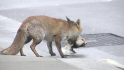 An urban fox carrying a dead pigeon near Downing Street News Clip