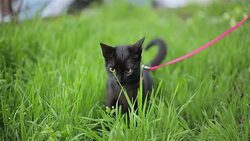 cat on a leash Stock Footage