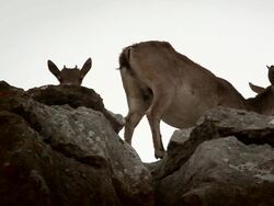 F/S wild goat and his young Stock Footage