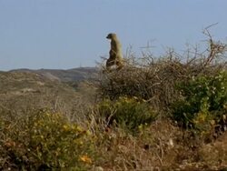 Meerkat (Suricata suricatta) guard on bush, Namaqualand, South Africa Stock Footage