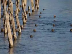 old wood pilings in river Stock Footage