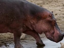 MS TS Hippo entering river / Lukuzi, Eastern, Zambia Stock Footage