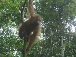 MS Young orang utan swinging through trees / Bukit Lawang, North Sumatra, Indonesia Stock Footage