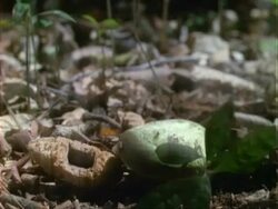 Dipteryx, CU High Speed dipteryx fruit falls onto dipteryx seedling, Panama Stock Footage