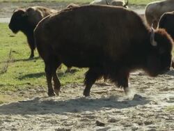 Large American Bison or buffalo walks away, others stand around slow motion. Stock Footage