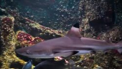 Aquarium, Fish Tank,shark is swimming Stock Footage