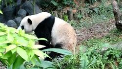 CLEAN : New pandas unveiled to the media News Clip