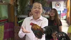 Philippines zoo launches rooster exhibition News Clip