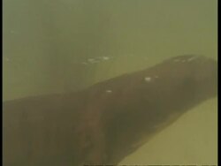 MCU Pan right, Underwater view of otter swimming past camera, South America Stock Footage