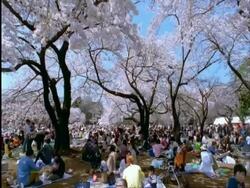 WA people under the cherry blossom trees at Shinjuku park, Tokyo, Japan Stock Footage