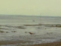 Fishing for Geoduck in Puget Sound Stock Footage