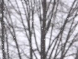 Snow falling with bare tree branches in the background Stock Footage