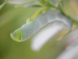 Larva Stock Footage