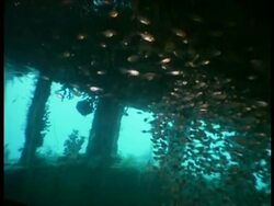 MS track through and tilt up, wheel house of shipwreck, lots of fish and coral reclaiming the boat, Papua New Guinea , West New Britain Region Stock Footage